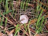 Mycena capillaripes image