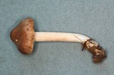 Inocybe fuscidula image