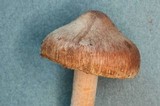 Inocybe fuscidula image