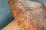 Inocybe fuscidula image
