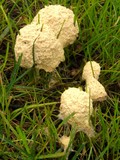 Fuligo septica image