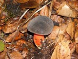 Boletus zelleri image