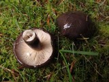 Lactarius pseudomucidus image