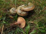 Lactarius deliciosus var. olivaceosordidus image