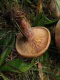 Lactarius deliciosus var. olivaceosordidus image