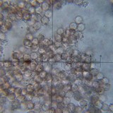 Fuligo septica image