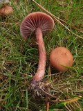 Laccaria bicolor image