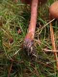 Laccaria bicolor image