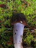 Cortinarius vanduzerensis image