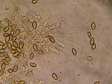 Galerina pumila image