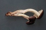 Tricholoma griseoviolaceum image