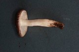 Tricholoma griseoviolaceum image