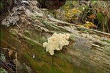 Hericium alpestre image