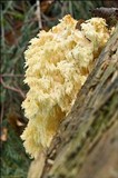 Hericium alpestre image