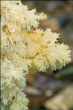 Hericium alpestre image
