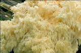 Hericium alpestre image