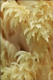 Hericium alpestre image