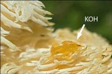 Hericium alpestre image