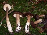 Lactarius fallax image