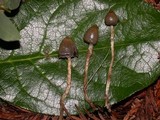 Psilocybe semilanceata image