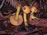 Pholiota flammans image