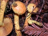 Pholiota flammans image