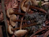 Naucoria escharioides image