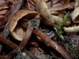 Naucoria escharioides image