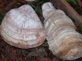 Fomitopsis officinalis image