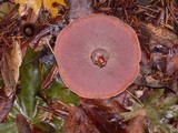 Lactarius rubrilacteus image