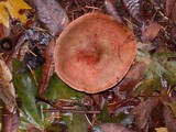 Lactarius rubrilacteus image