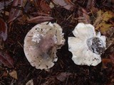Russula cyanoxantha image