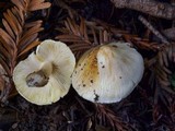 Inocybe rimosa image