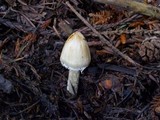 Inocybe rimosa image
