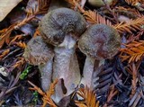 Armillaria sinapina image