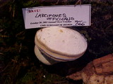 Fomitopsis officinalis image