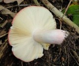 Russula rubescens image