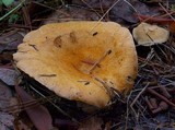 Lactarius rubrilacteus image