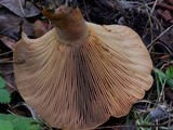 Lactarius rubrilacteus image