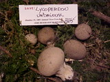 Lycoperdon umbrinum image