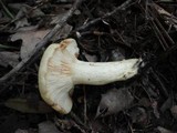 Lactarius chrysorrheus image