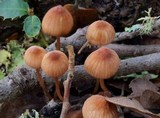 Mycena californiensis image