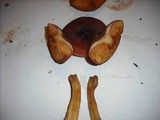 Gymnopilus luteofolius image