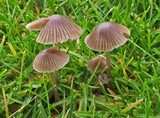 Mycena aetites image