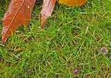 Mycena aetites image