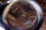 Phleogena faginea image