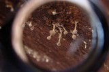 Phleogena faginea image