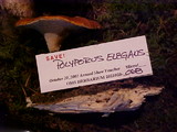 Polyporus leptocephalus image