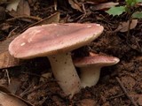 Russula cyanoxantha image