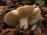 Russula cyanoxantha image